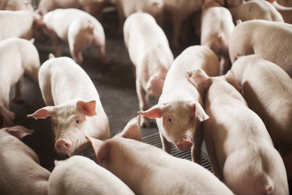 SC bate recorde histórico nas exportações de carne suína e impulsiona desempenho do agronegócio no primeiro semestre