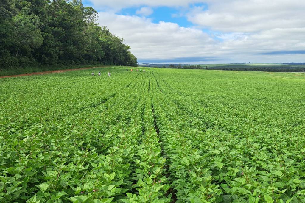 Paraná confirma novo recorde e liderança na produção nacional de feijão: 865 mil toneladas