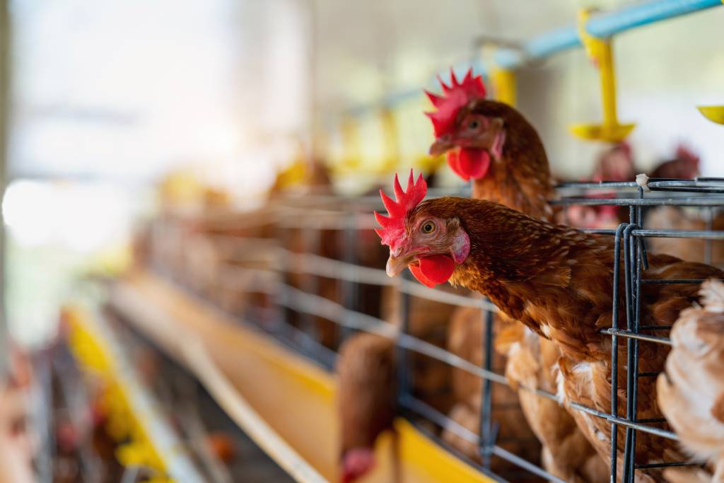MG declara emergência sanitária após caso de gripe aviária em aves ornamentais