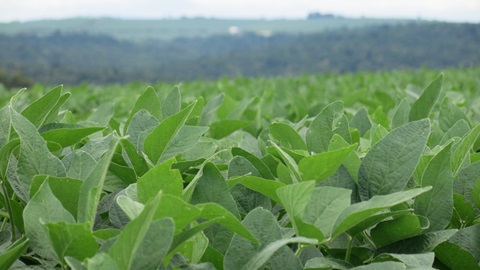 MAP autoriza uso foliar de 15 pesticidas à base de Imidaclopidro
