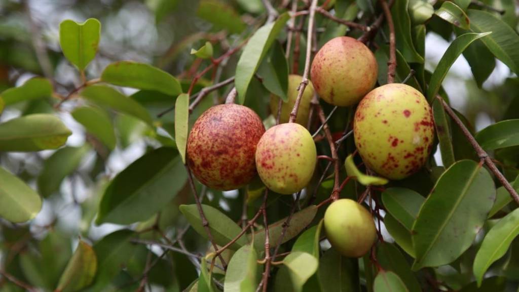 Mangaba: Pesquisadores desenvolvem gel com casca de fruto do Cerrado como agente antiobesidade e antidiabetes