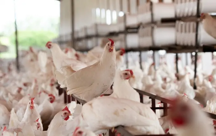 Preços da carne de frango despencam com excesso de oferta e embargos internacionais