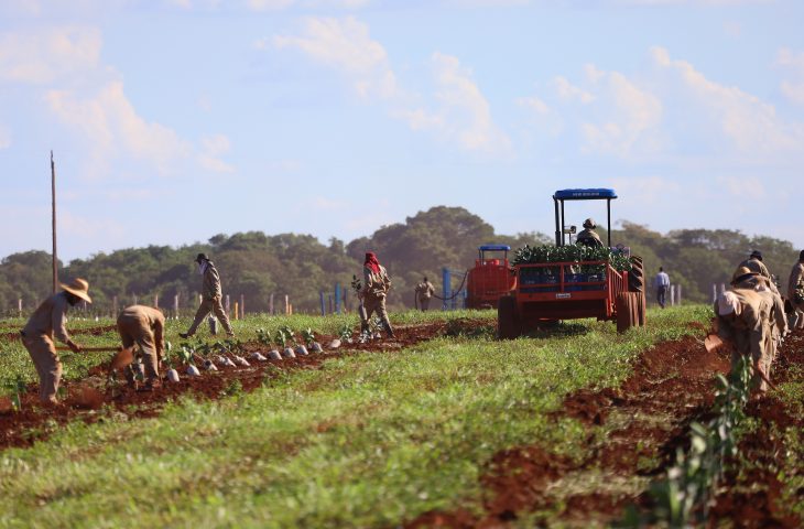 Governo de MS concede benefício fiscal para incentivar a expansão da citricultura no Estado