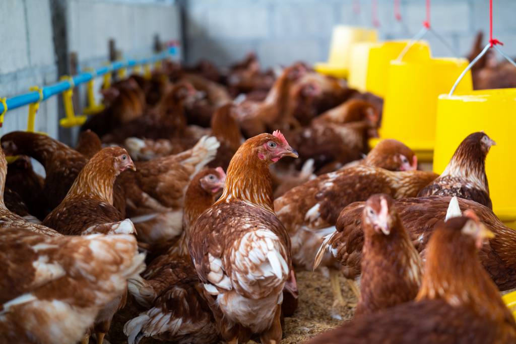 Gripe aviária: Coreia do Sul, Angola e Catar retiram restrições de exportação à carne de aves brasileira