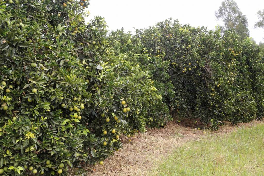 Governo de SP lança edital de contratação de profissionais para combater greening