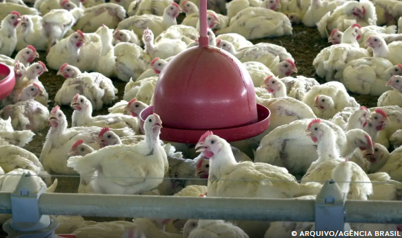 Gripe aviária: 9 locais com suspensão total são 33,5% da exportação de frango