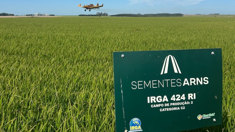 Irga e Grupo Arns discutem manejo de alta produtividade do arroz em manhã de campo