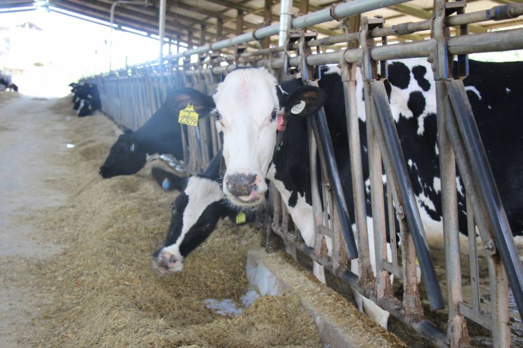 Pesquisa de Minas Gerais impulsiona soluções para reduzir gases de efeito estufa na agropecuária