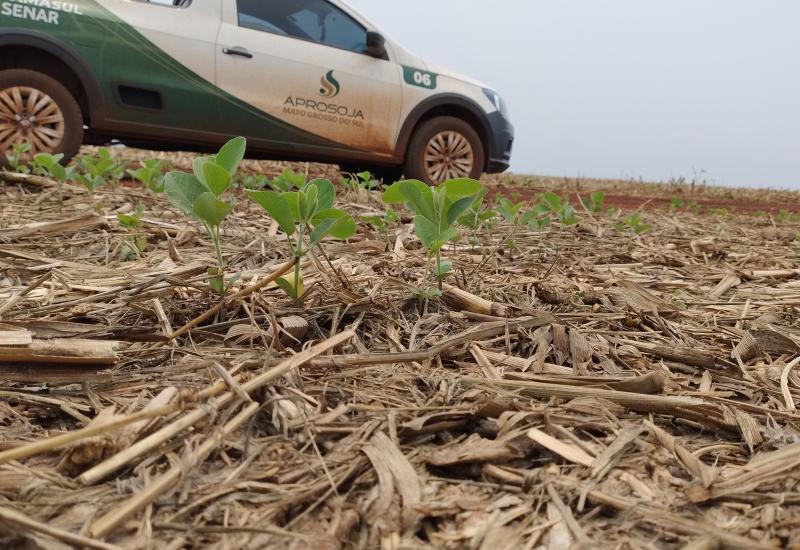 Pouco mais de 3% da área total de soja do Mato Grosso do Sul foi semeada