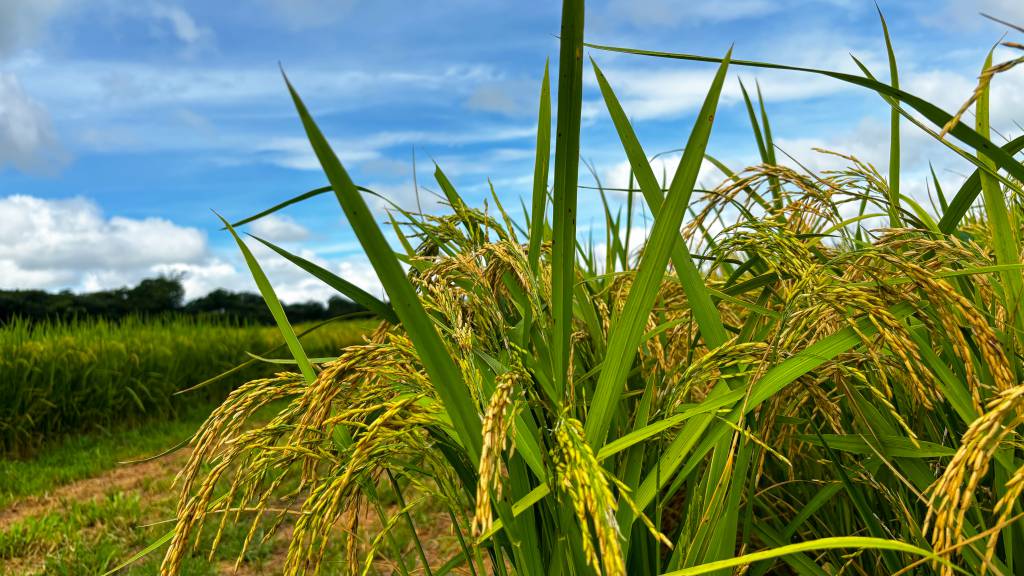 Área plantada de arroz em Goiás deve ter crescimento de mais de 23%, segundo IBGE