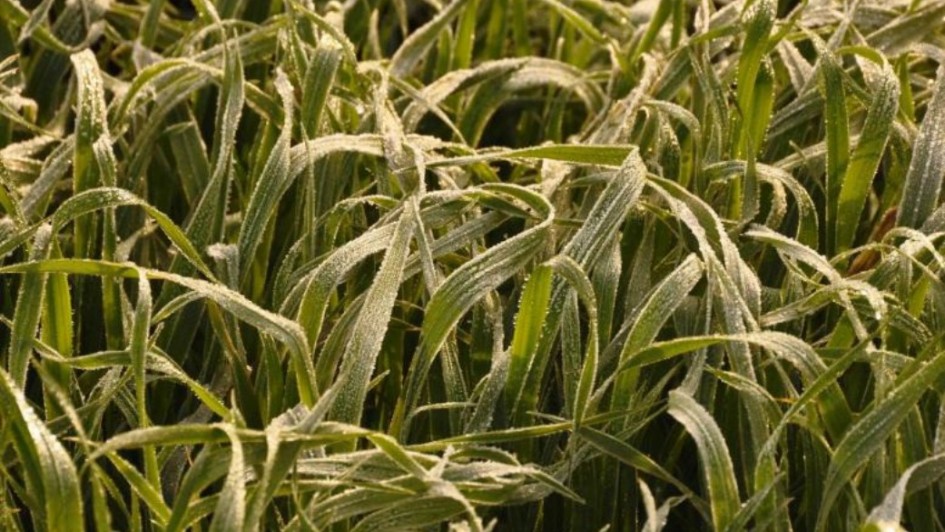 Boletim do Copaaergs traz orientações técnicas para cultivo durante o inverno de 2025