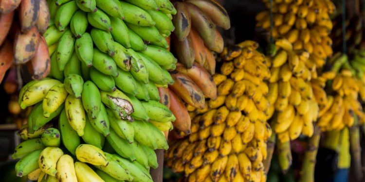 Baixa oferta e maior qualidade elevam cotações da banana no Vale do Ribeira