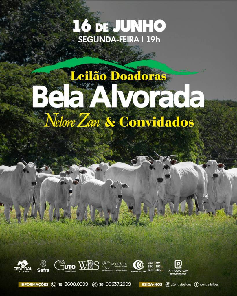 Leilão Doadoras Bela Alvorada Nelore hoje às 19h no Canal do Boi 