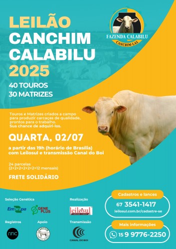 Leilão Canchim Calabilu 2025 hoje às 19h no Canal do Boi