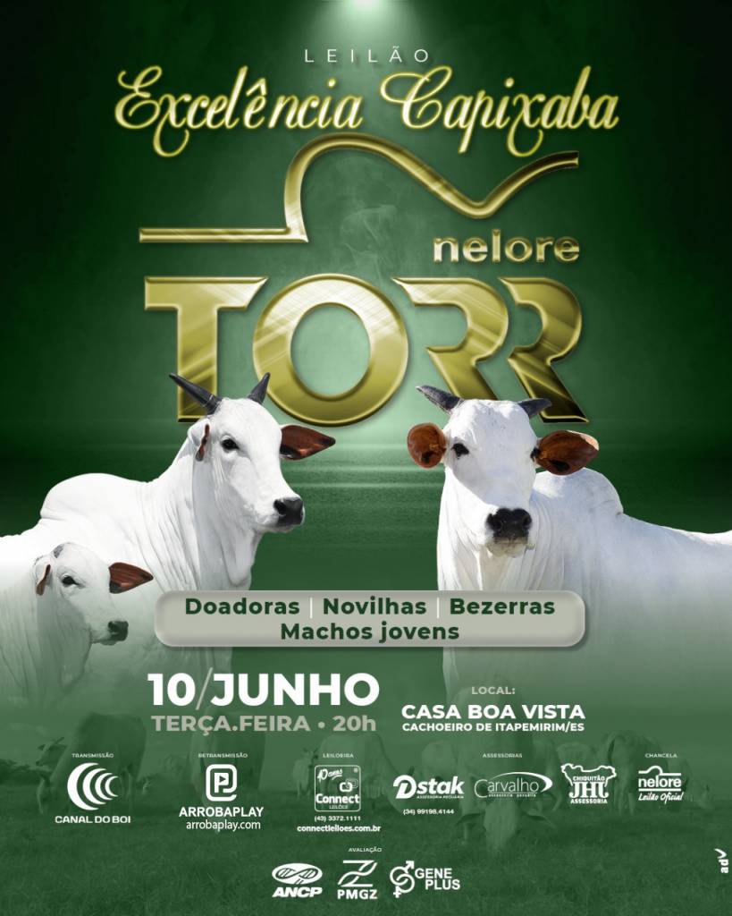 Leilão Excelência Capixaba Nelore Torr hoje no Canal do Boi