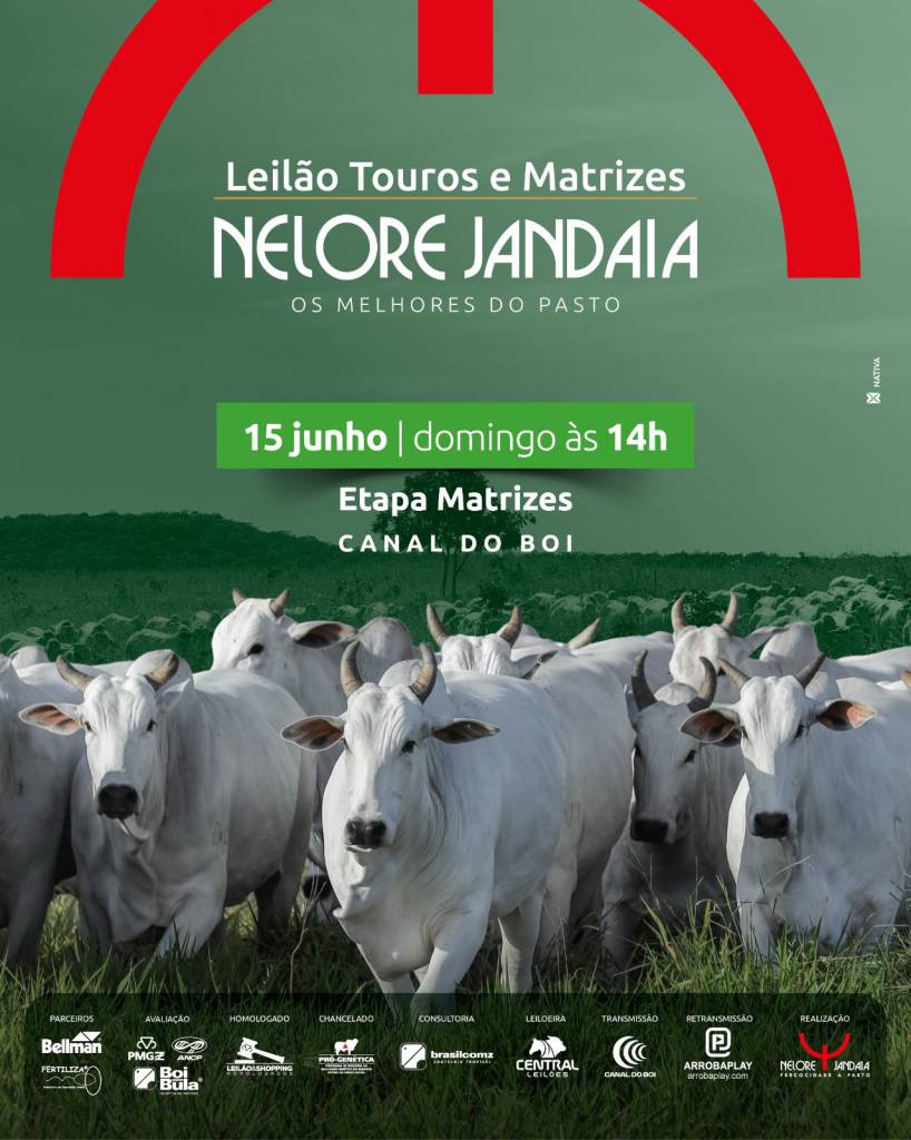 Leilão Nelore Jandaia - Etapa Matrizes hoje às 14h no Canal do Boi