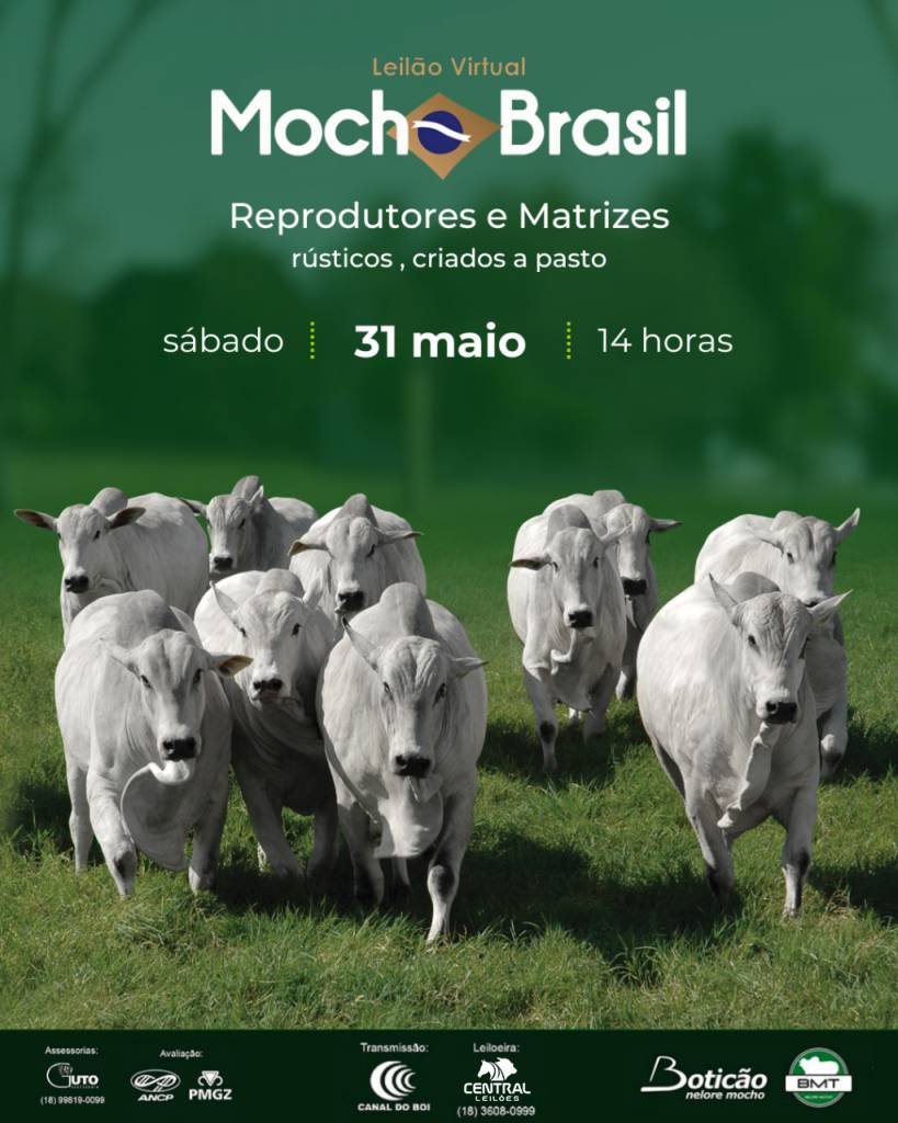 Leilão Virtual Mocho Brasil hoje às 14h no Canal do Boi 