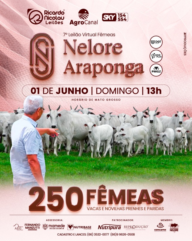 7º Leilão Virtual Nelore Araponga Fêmeas hoje no Agro Canal