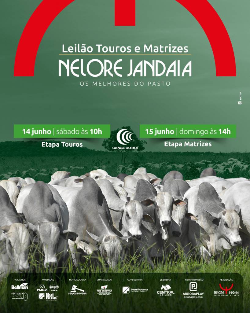 Leilão Nelore Jandaia - Etapa Touros hoje às 10h no Canal do Boi 