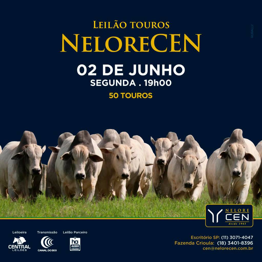 Leilão Touros NeloreCen hoje às 19h no Canal do Boi 