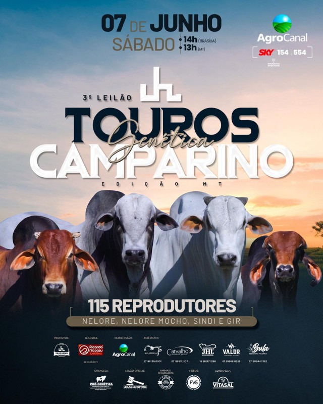 3º Leilão Virtual Touros Genética Camparino - Edição MT hoje no Agro Canal