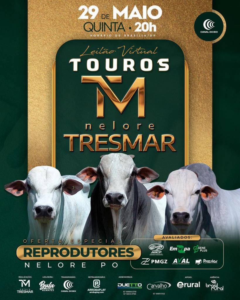 Leilão Virtual Touros Nelore Tresmar hoje no Canal do Boi