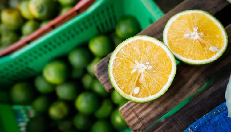 Queda nos preços da laranja reflete aumento da oferta e impacto do frio em algumas regiões