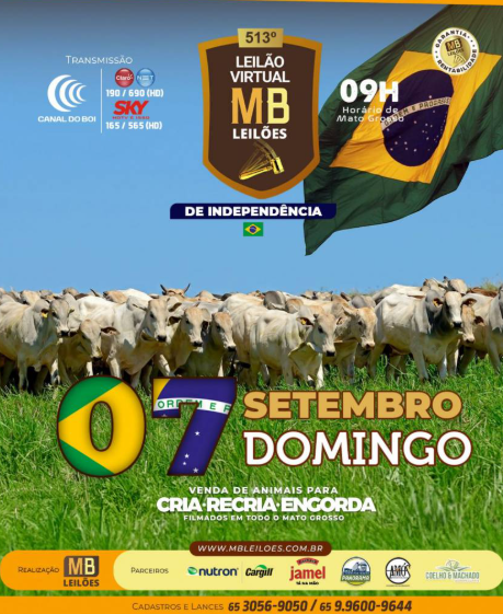 MB Leilões oferta animais para cria, recria e engorda neste domingo no Canal do Boi
