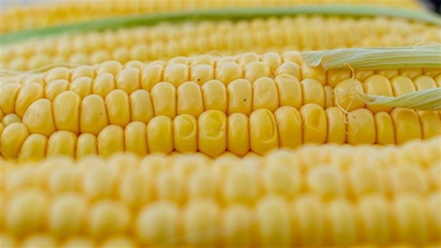 Cancelamentos superam vendas em 27,1 mil t da safra 2024/25 de milho, diz USDA
