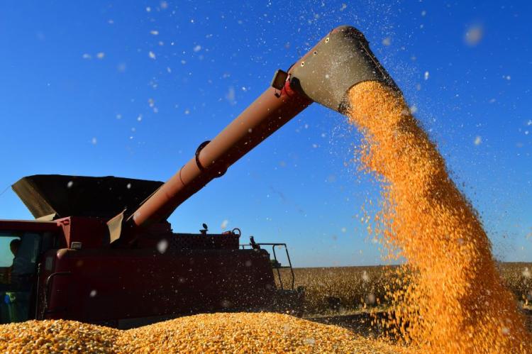 Produção de soja recua 0,9% na safra 25/26, enquanto milho verão avança 1,9%