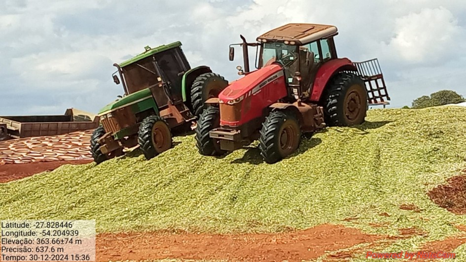 Avança colheita de milho para silagem e os resultados são considerados adequados