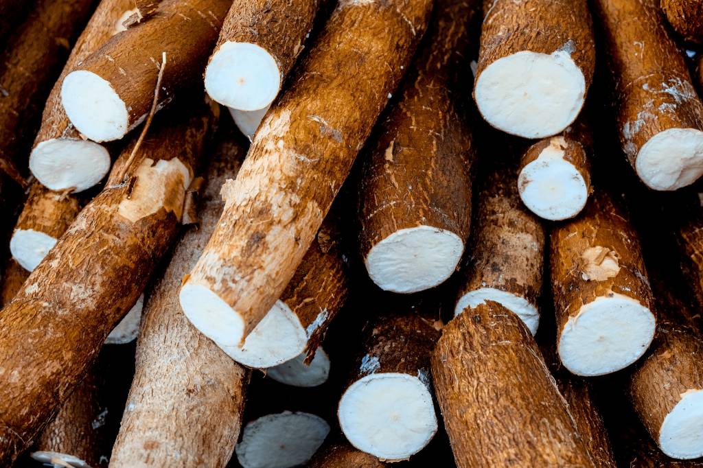 Oferta crescente pressiona preços da mandioca pela terceira semana seguida