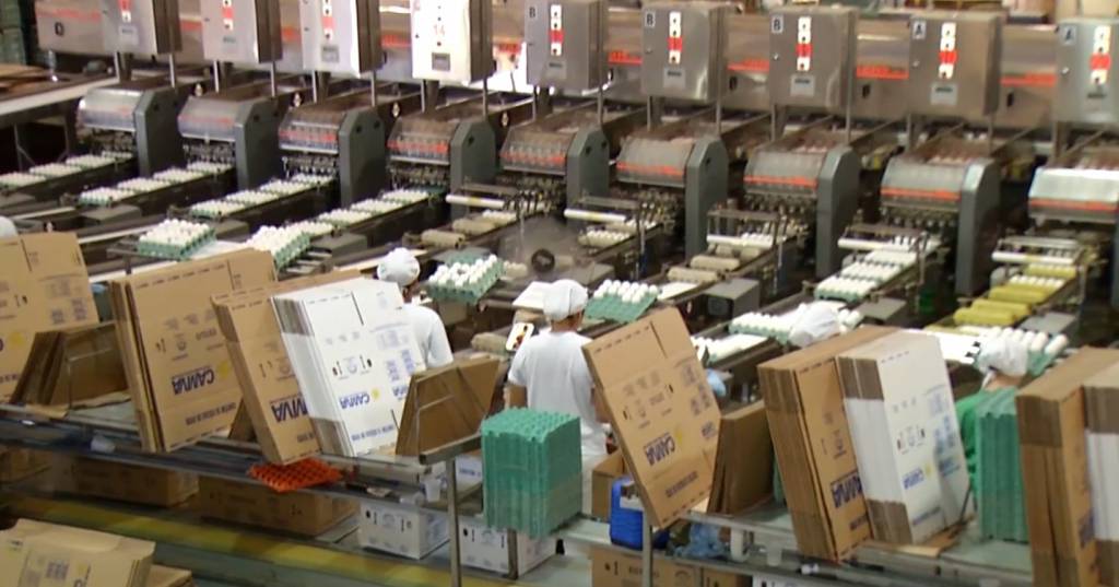 Produção de ovos do Paraná cresce 72% em uma década