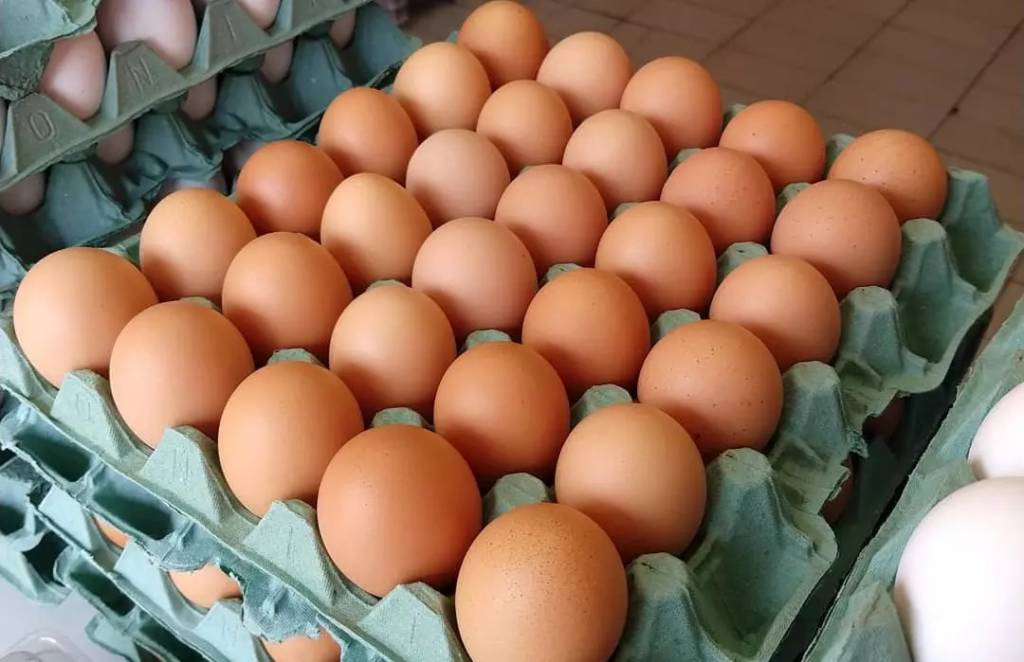 Queda nas cotações dos ovos reflete menor demanda e fim de emergência sanitária