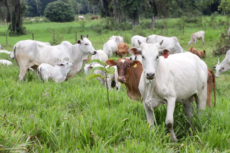 Plano de identificação de bovinos fortalecerá proteção do rebanho, avalia Adapar