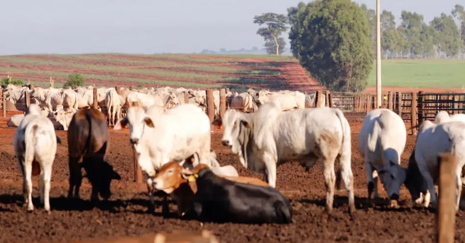 Secretaria de Agricultura de São Paulo lança nova linha de crédito para fortalecer a pecuária de corte 