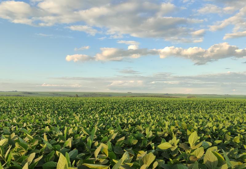 Semeadura da soja safra 2024/25 é concluído em Mato Grosso do Sul  
