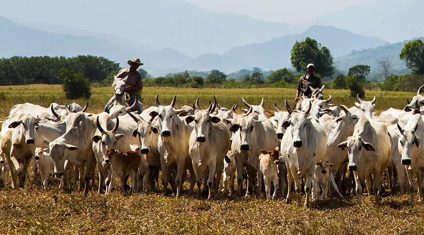 Valor da produção da pecuária e da aquicultura chega a R$ 132,8 bilhões em 2024, com recorde nas produções de leite, ovos de galinha e mel