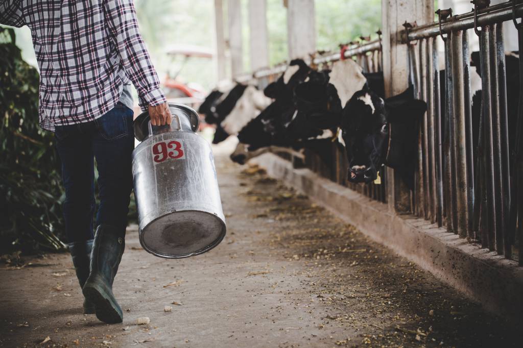 Emater/RS: estresse térmico e transição de pastagens marcam cenário da produção de leite