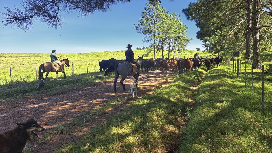 Projeto piloto em Hulha Negra testa diferentes formas de rastreabilidade bovina