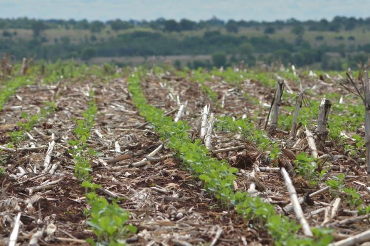 Plantio de soja avança para 58,6% e de milho alcança 59,2% na Argentina