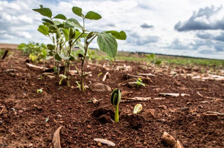 Plantio da soja no Rio Grande do Sul alcança 43% da área e do milho, 84%