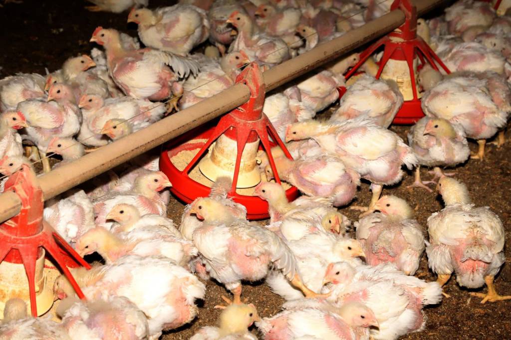 Produtores integrados ganham mais segurança para acessar crédito no setor de proteína animal