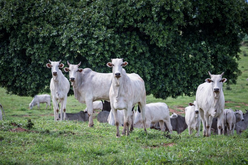 Nutrição correta potencializa fertilidade do rebanho na estação de monta