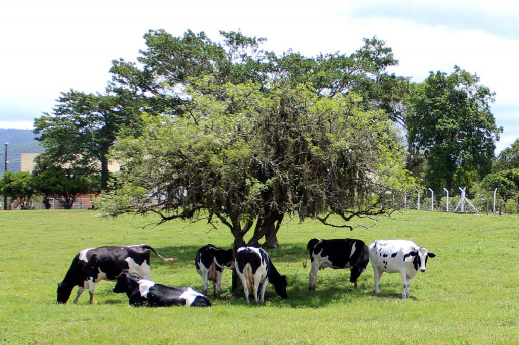 Santa Catarina é único estado com “classificação A” no país quanto à prevalência de brucelose bovina e bubalina