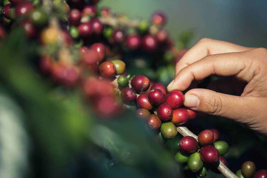 Safra de café arábica será menor no Brasil
