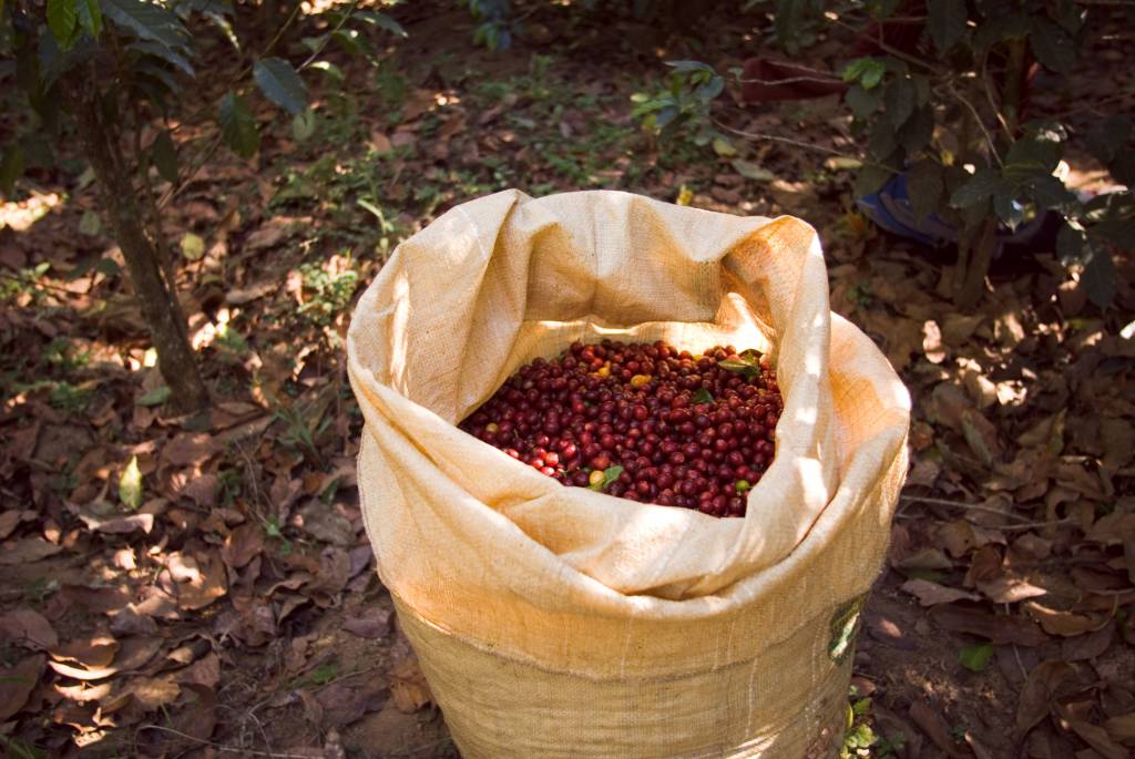 Colheita de café na área da Cooxupé está praticamente concluída