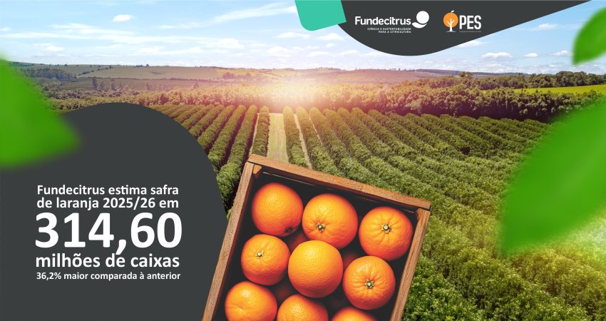 Safra de laranja 2025/26 do cinturão citrícola de SP e MG é estimada em 314,60 milhões de caixas