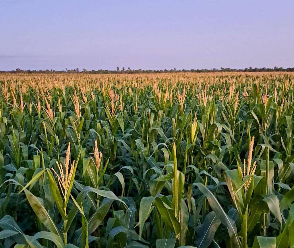 Milho 2ª safra: produzir um hectare custa R$ 4,4 mil, em Mato Grosso do Sul