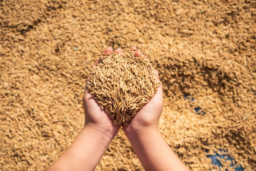Retrospectiva Cepea: Supersafra e fraca demanda levam preço do arroz ao menor patamar desde 2011